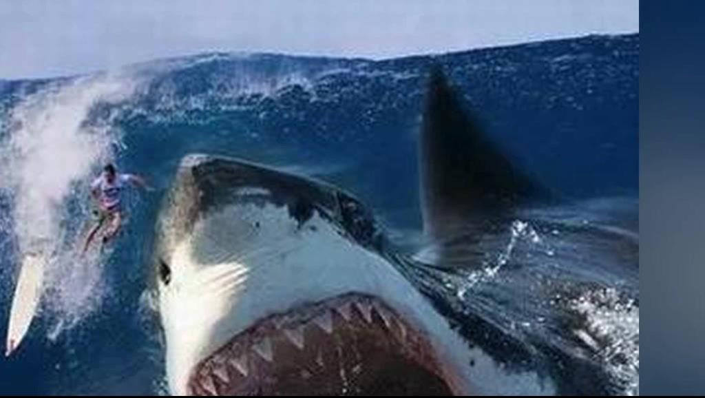 17584405744313410347.jpg?id=0