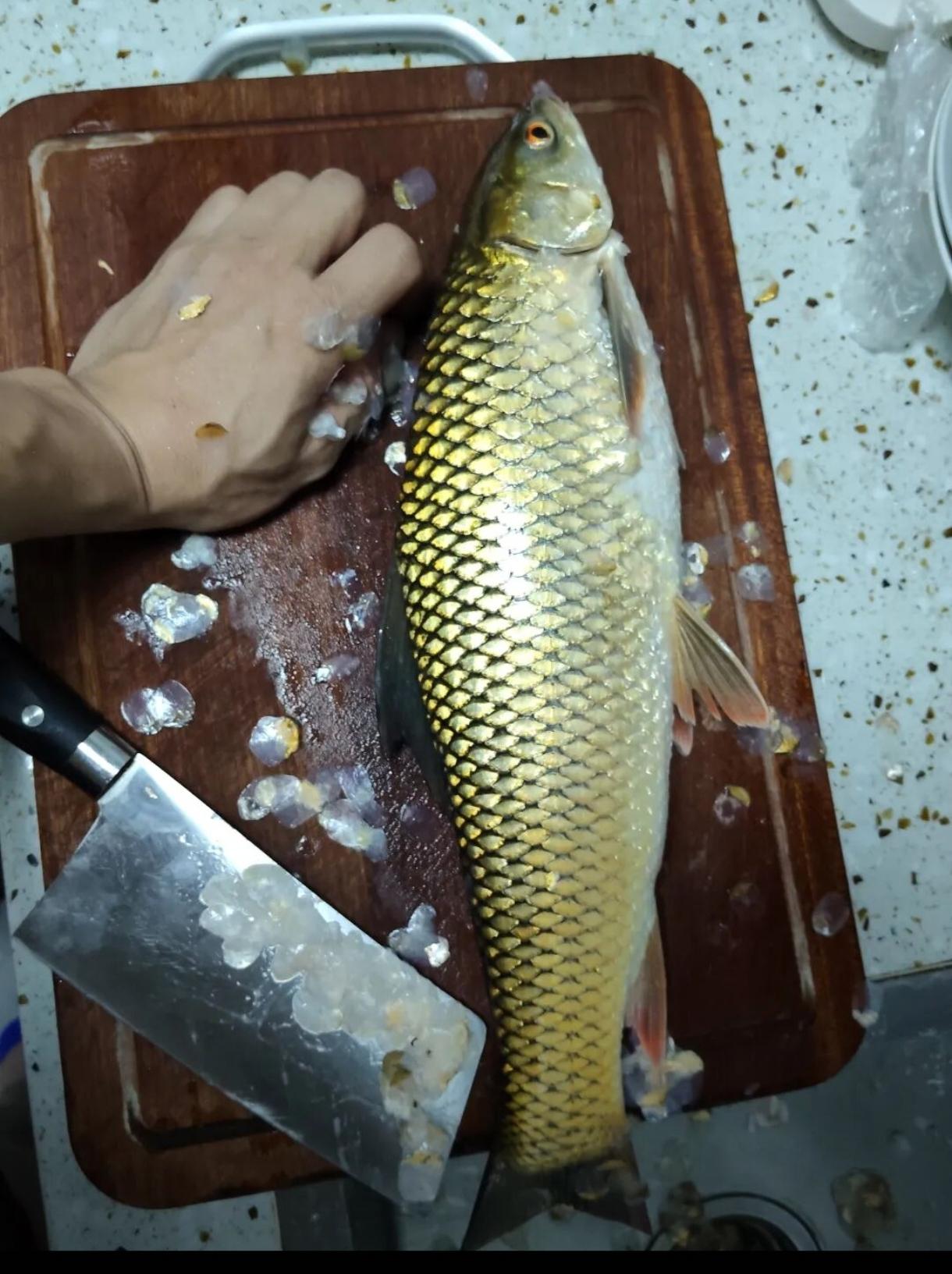 这是麦鲮吧，又叫孟加拉，泰鲮身粗短，且鳞片艳色呈赤色。眼睛红的，还以为是红眼呢，