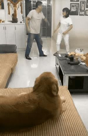 金毛就是陪嫁过来的娘家人，不会允许女主吃亏，是个合格的毛孩子。这个狗狗养的值。到