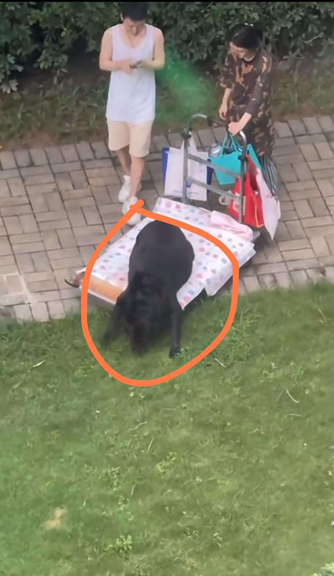 这么胖的一条狗，出门不是遛狗，而是用推车拉出来的，都抱不起来，可以看得出来，这夫