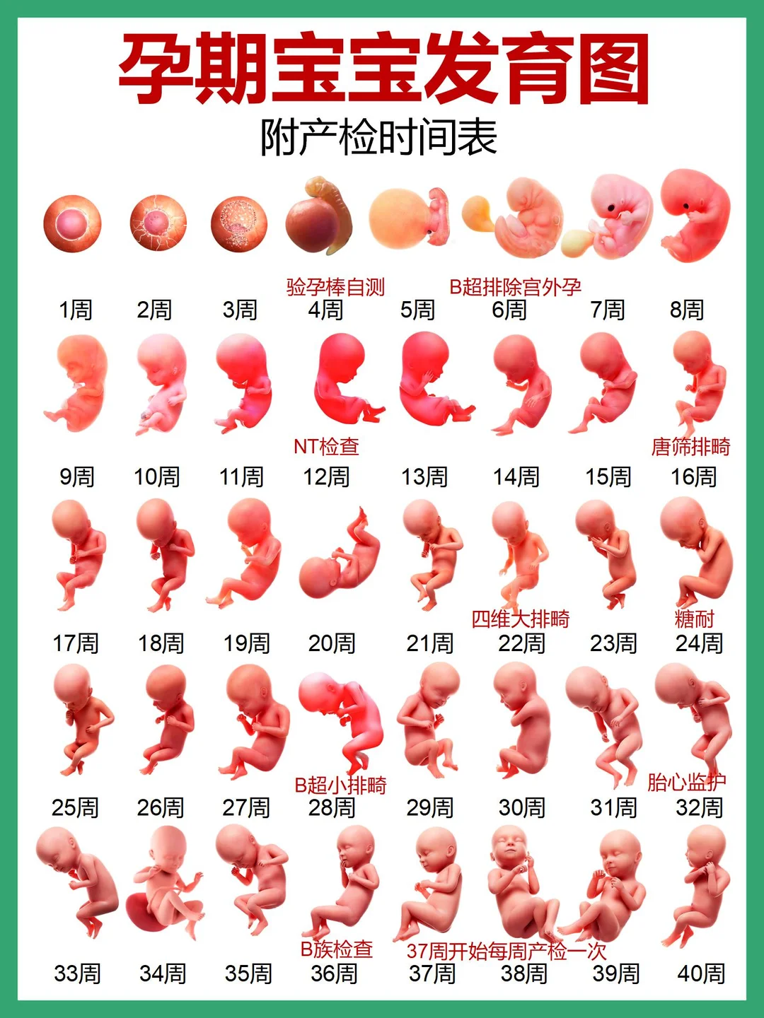 怀孕后每周胎宝宝的变化，附产检时间表