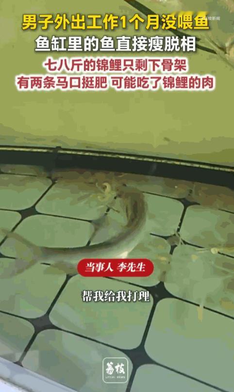 无妄之灾！山东临沂，一男子出差整整一个月后推开家门，鱼缸里的景象让他当场愣在原地