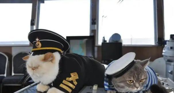 航母上为什么要养猫？是为了抓老鼠？那你就错了，现在航母上的猫可不是为了抓老鼠，而