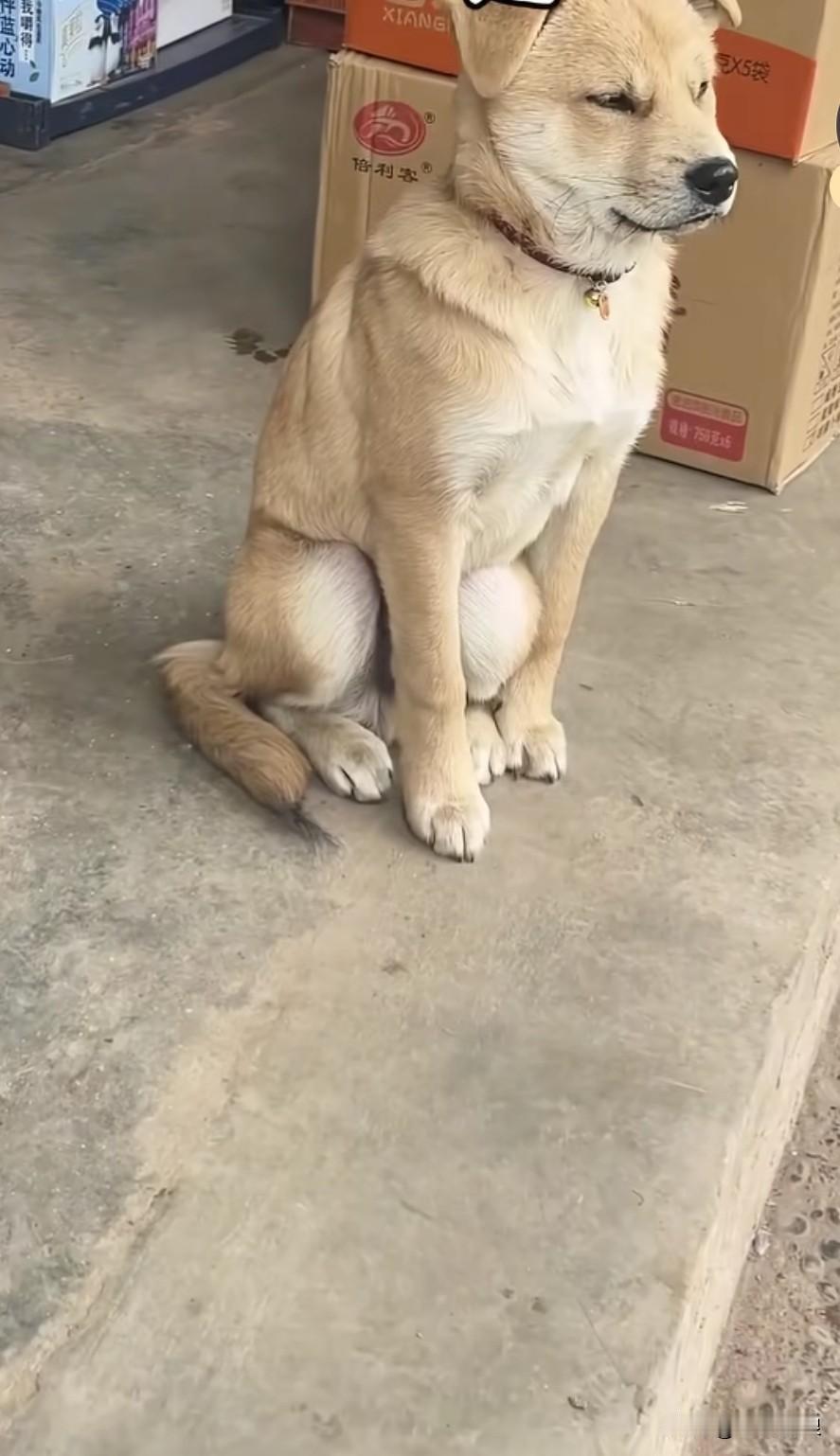 历经几千年精心筛选而来的中华田园犬，是土生土长的本土犬种。它守护家园勤勉尽责，对