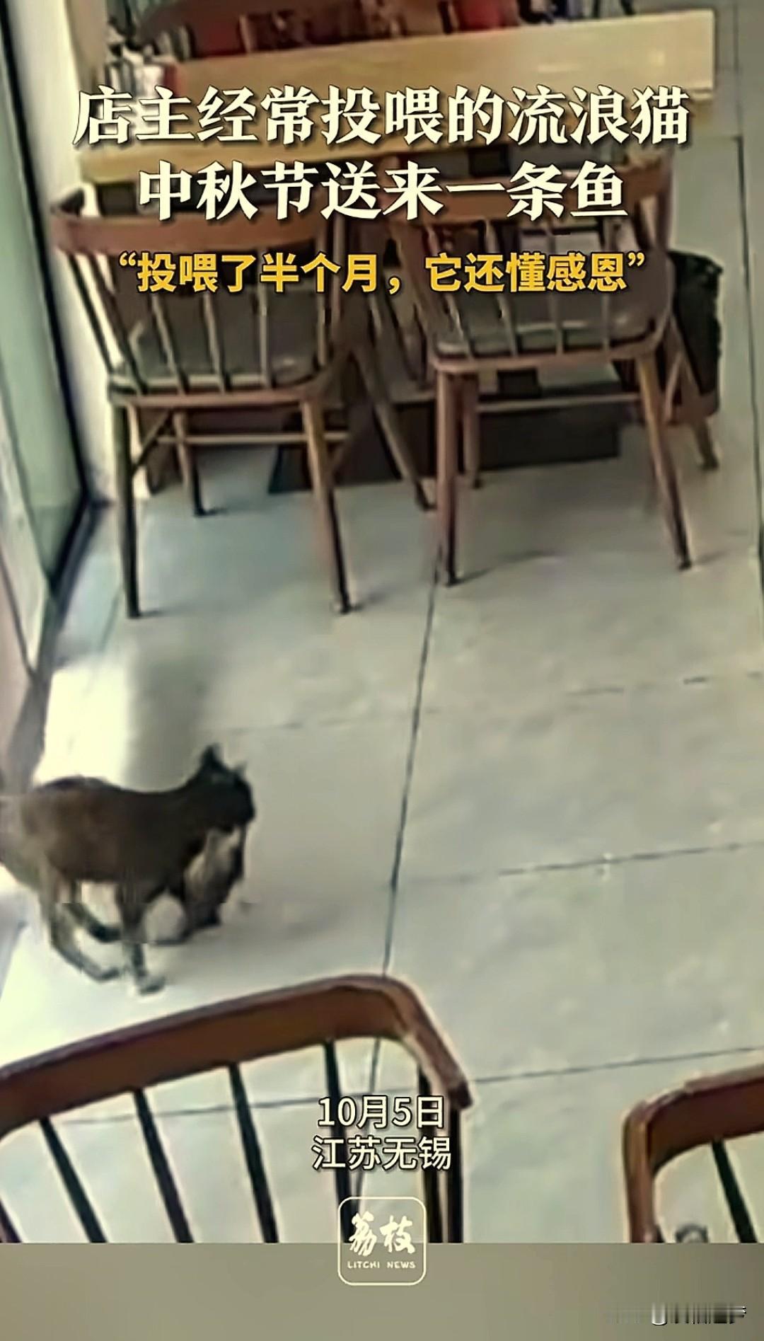太通人性了！江苏，一女店主多次投喂一只流浪猫，没想到这天，小猫突然叼着一条鱼进了