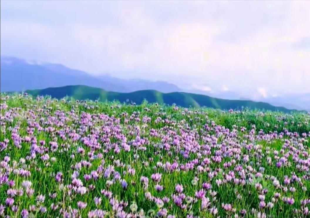 代驾小哥感叹：史上最严禁酒令才颁布一周，还没到6月1日正式执行，没想到效果这么好