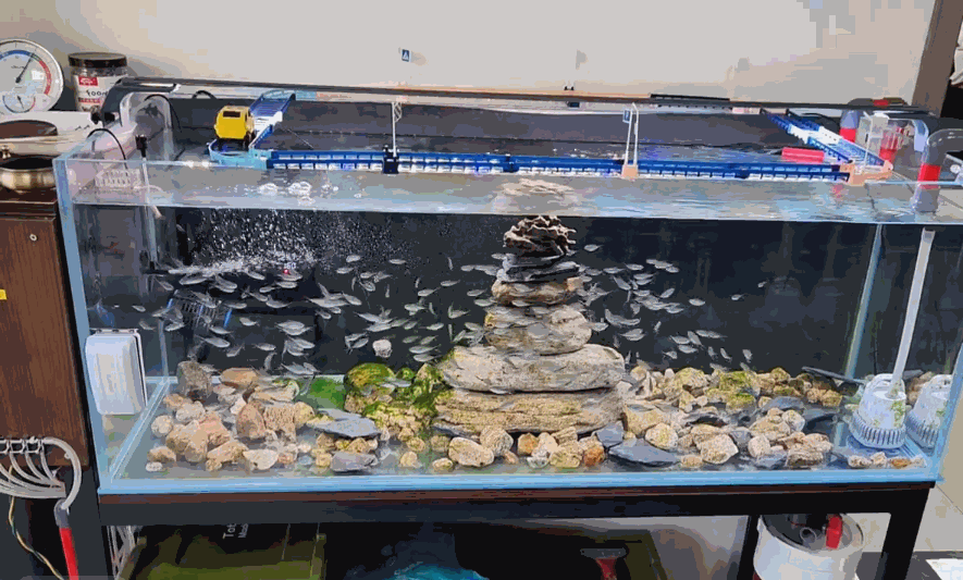 “火到新华社了！”近日，山东潍坊，一男子为了让鱼多运动会儿，他灵机一动，将孩子的