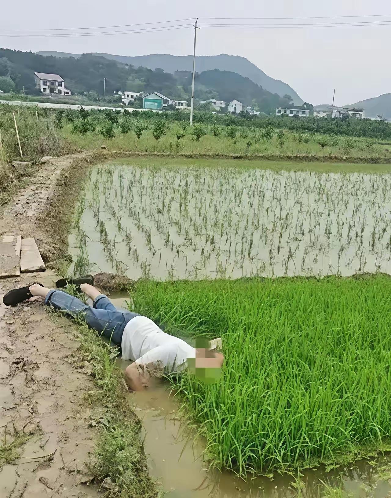 成都这起判决，狠狠击碎了“谁死谁有理、谁闹谁有理”的歪理！76岁李大爷晨练时在稻