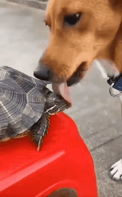 你以为什么都能舔吗？这下可好，这东西咬住就不松口，看的我都蛋疼。