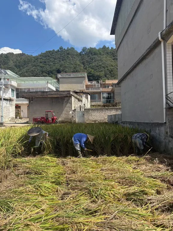 岁月不及念，一晃又一秋🍂​​​