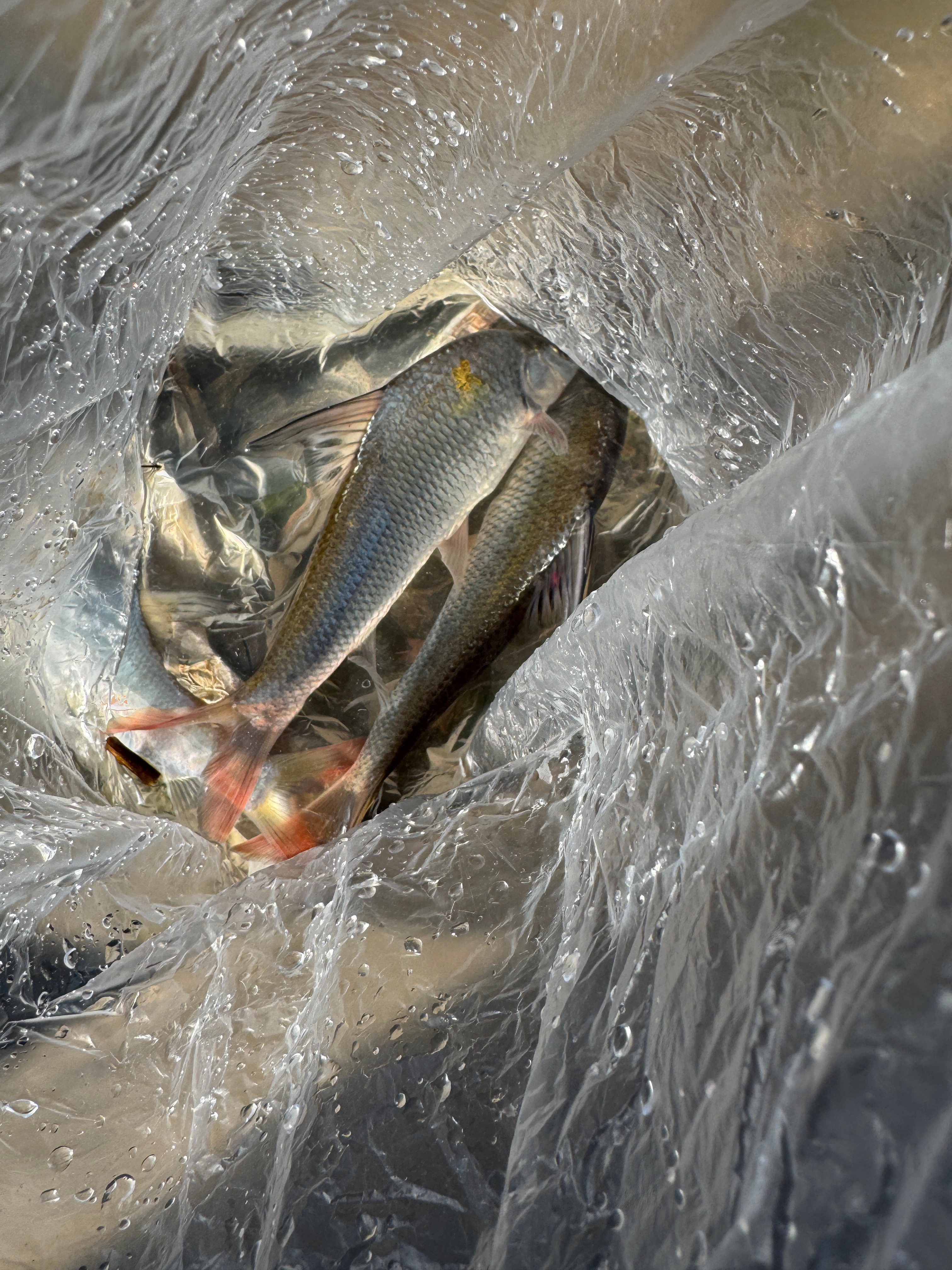 三条漂亮的红尾，寒潭清，晨光耀武汉·东方夏威夷国际花园