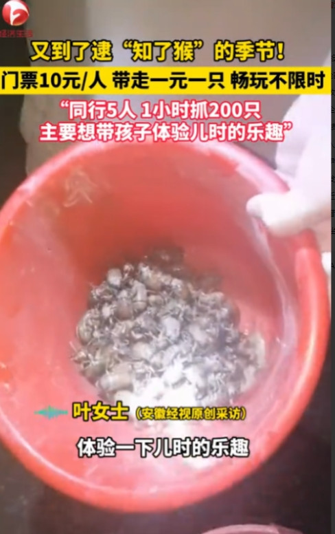 “简直就是捡钱啊！”2025年6月，江苏徐州，一老板为了赚钱，开放自家“知了猴”