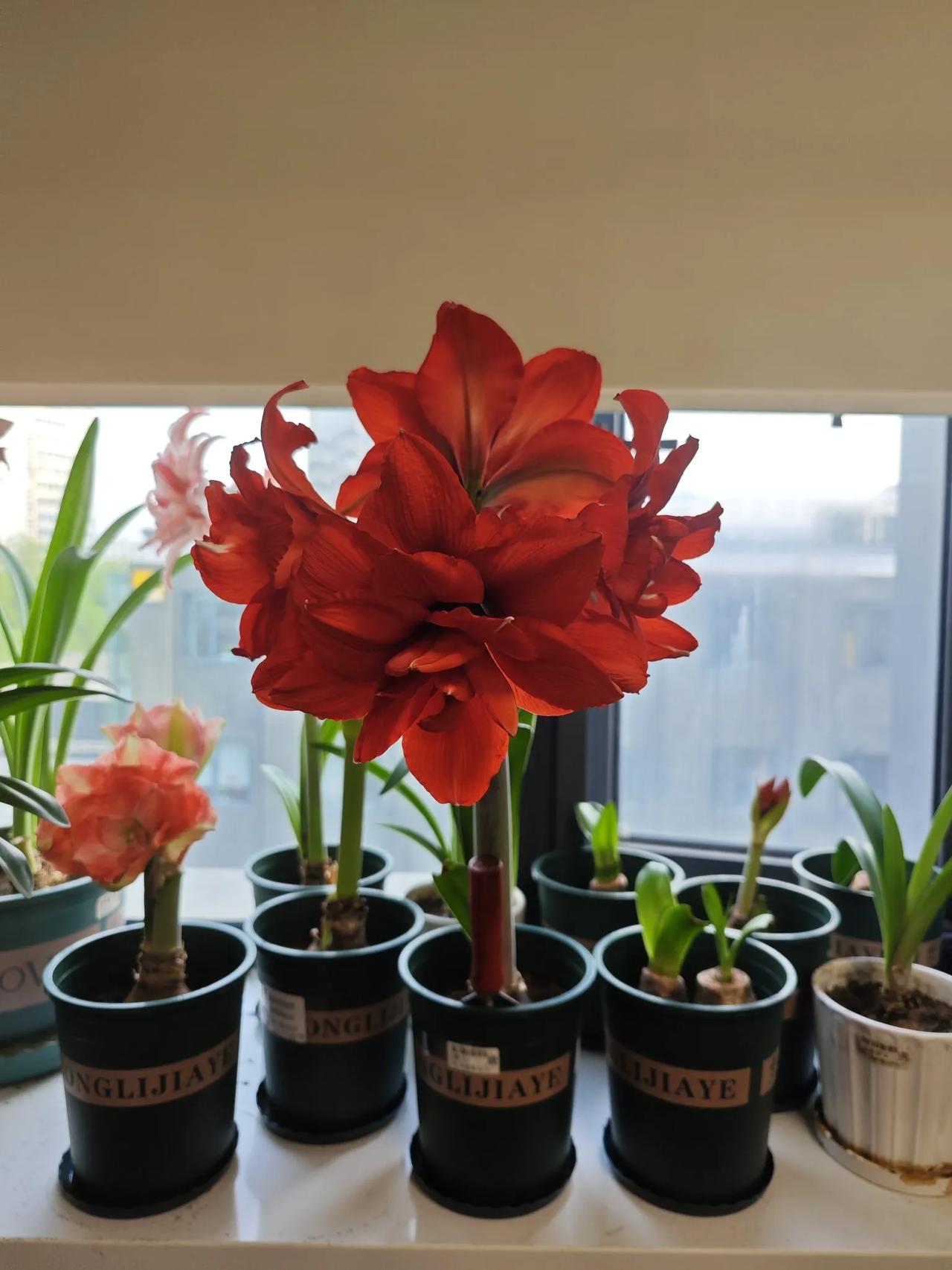 这是我养的一盆朱顶红，品种叫国王。花色暗红，花瓣很大。而且还是重瓣，有4个花瓣