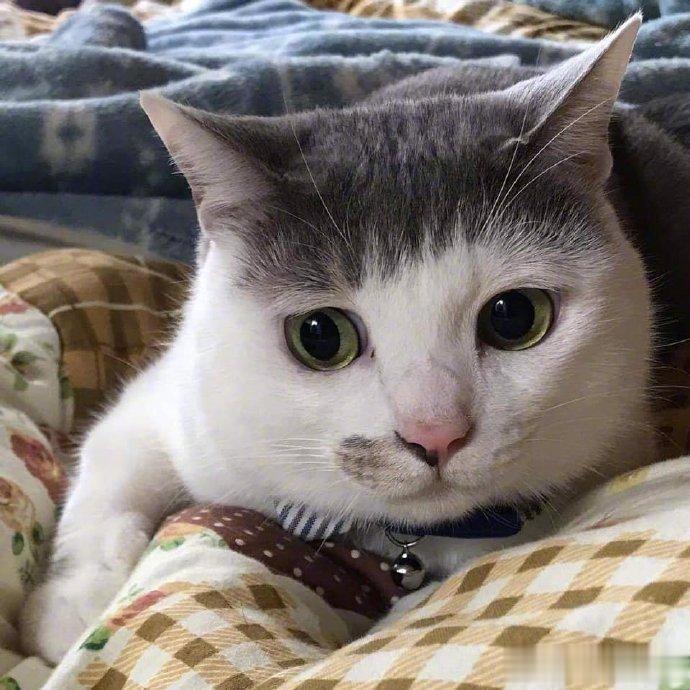 大眼睛齐刘海，你觉得我是最俊俏的猫咪吗？