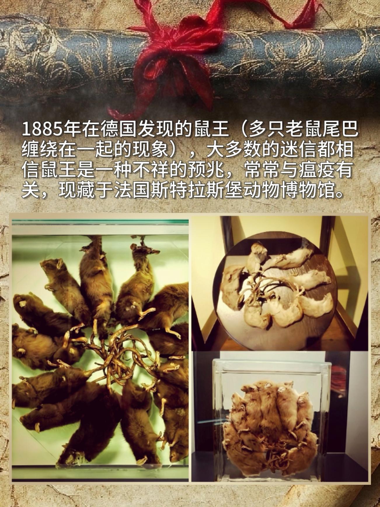 1885年在德国发现的鼠王（多只老鼠尾巴缠绕在一起的现象），大多数的迷...