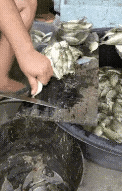 这鱼拿来香煎一定很好吃吧？