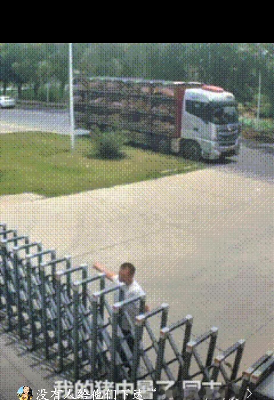 同志，“我的车上一百多头猪！全部中暑了！快不行了！”江苏徐州，七月盛夏持续高