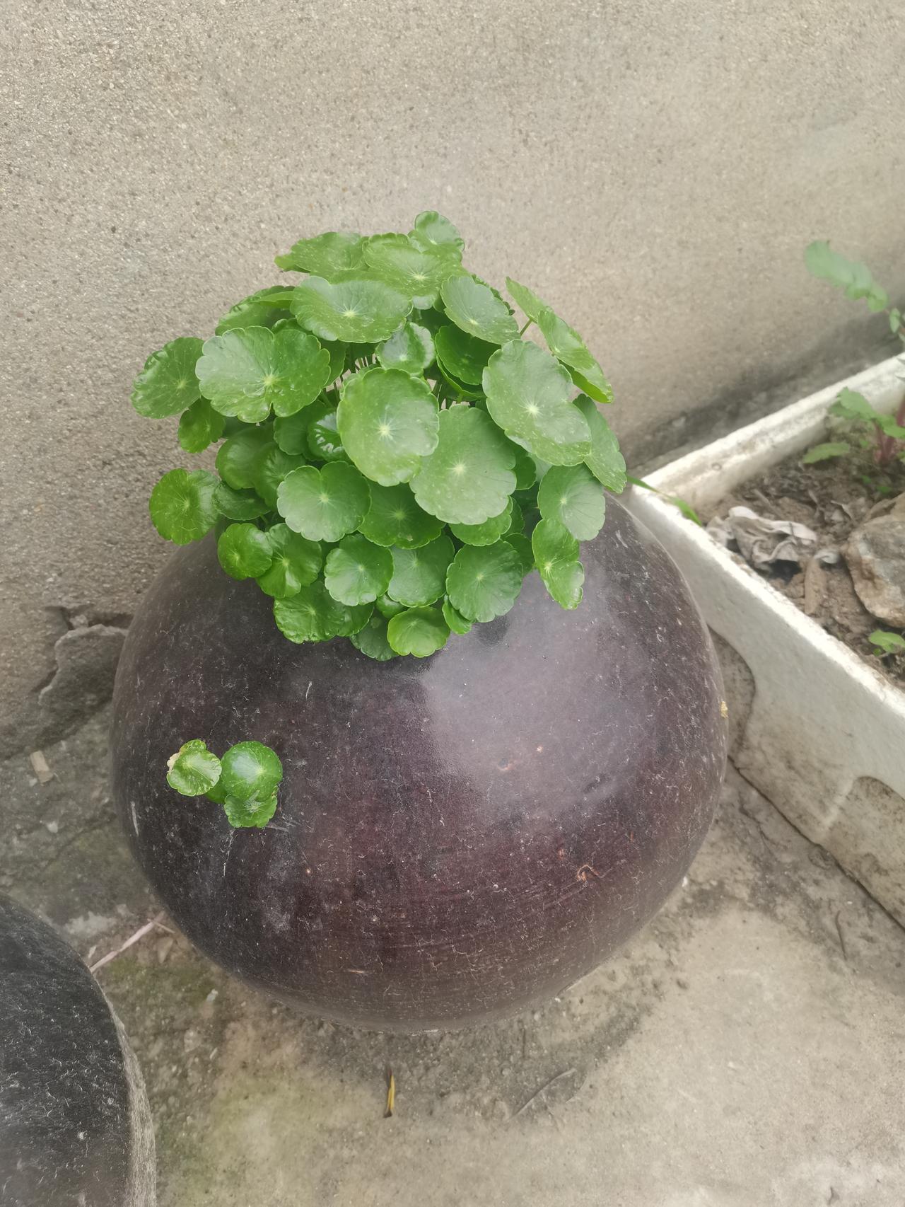 听说每个种植铜钱草的容器都不一样，这是我家的，腌咸菜的大瓮！晒晒你家的吧。