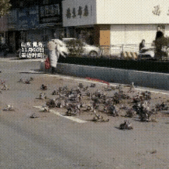 这是令人无语的一幕一女子无缘无故拔除绿化带绿植近日青岛一名身着长款羽绒