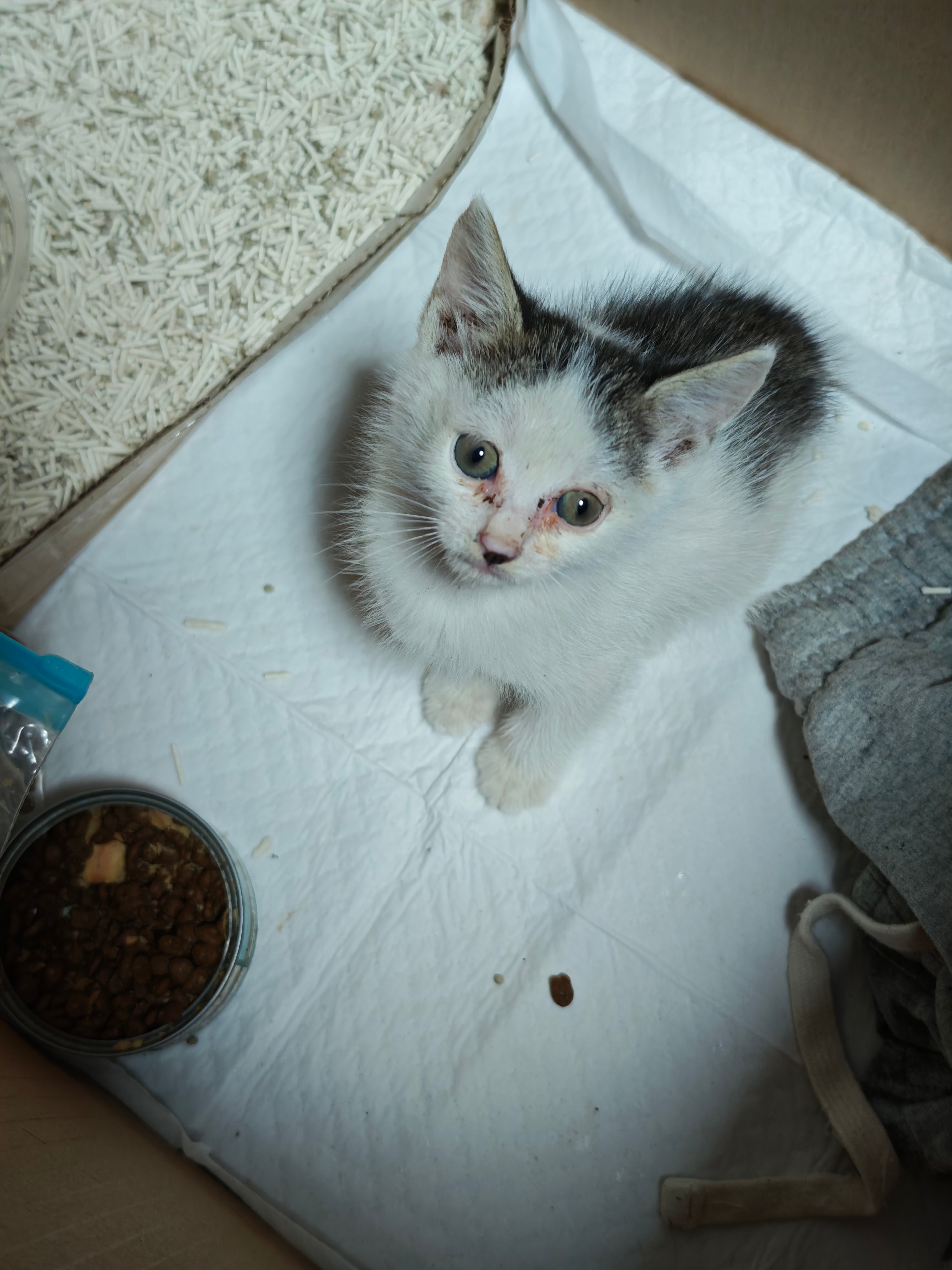 从车底救出的小猫，在废弃保安室担惊受怕养了一个礼拜，给养的白白胖胖，送...