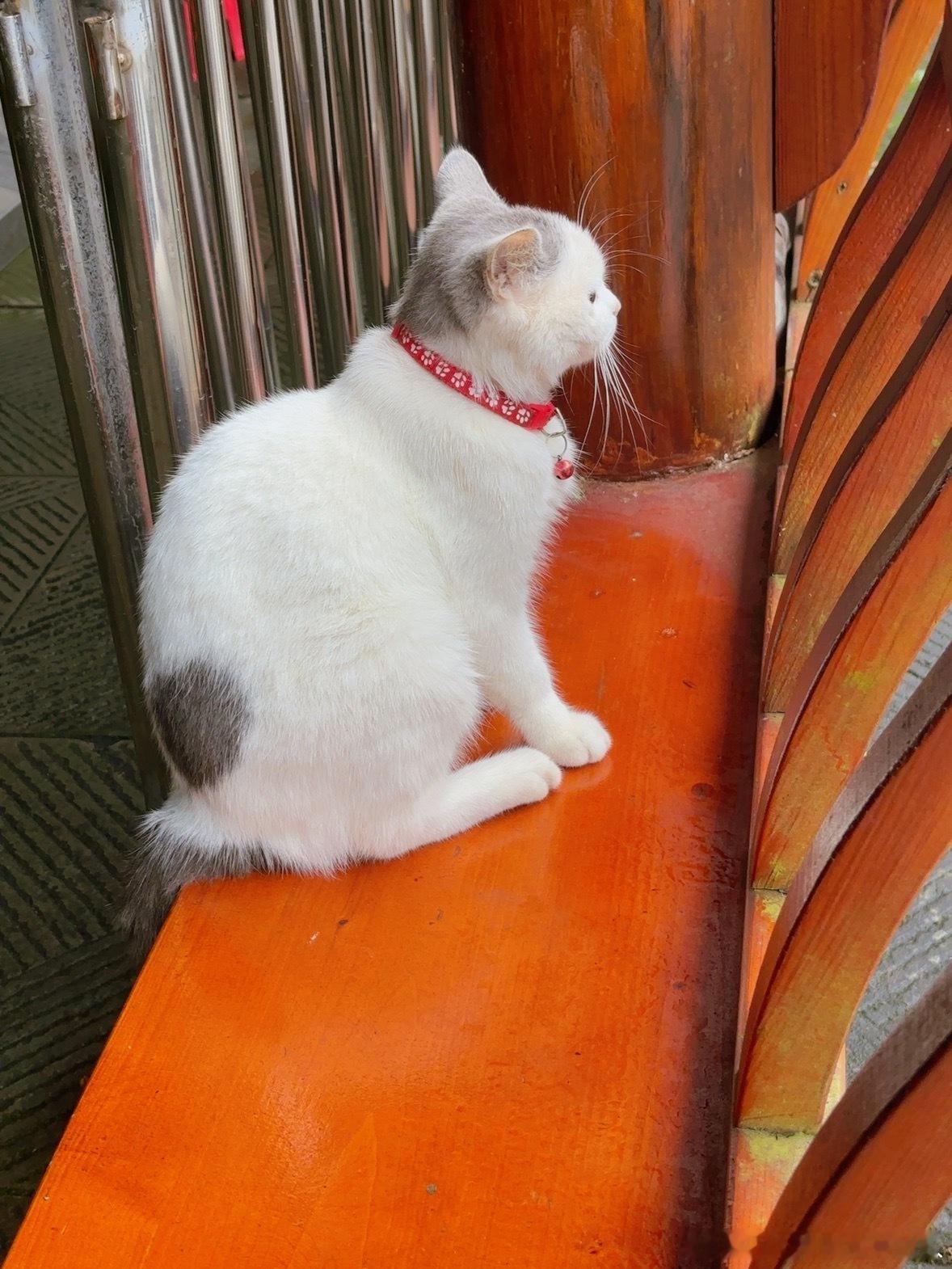 庙里碰到的小猫师傅们还给系了铃铛