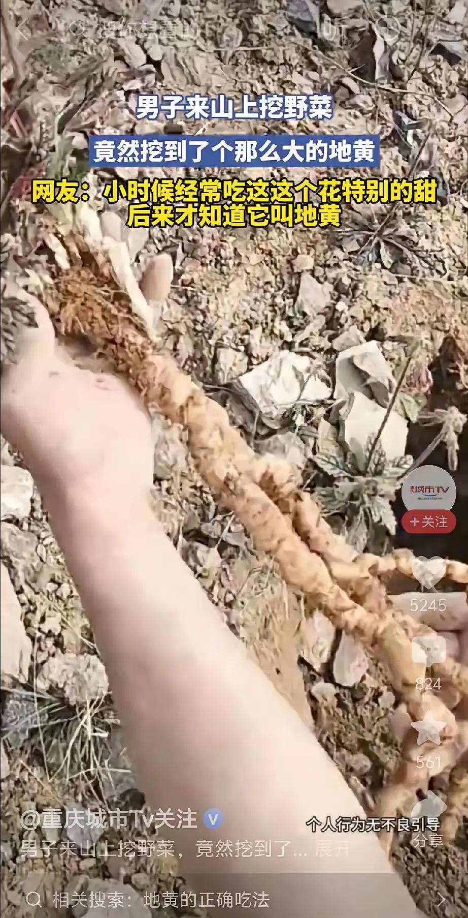 重庆大叔后山挖野菜竟刨出“千年地黄精”！胳膊粗的根茎惊呆全网，网友：童年蜜罐花竟