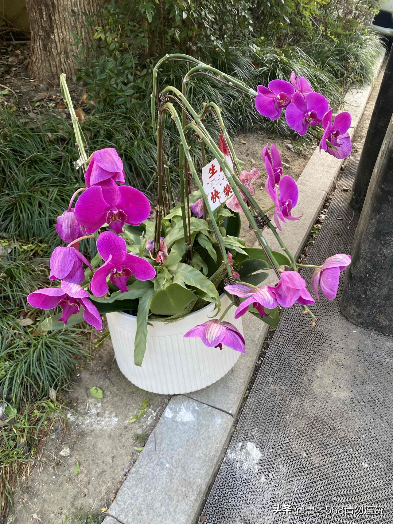 秋日生活打卡季今天运气不错，出门就捡到一盆蝴蝶兰，花盆虽然是石膏做的，应该种不好