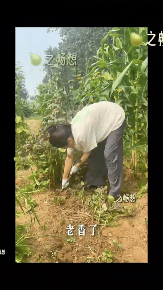 曾黎的菜园子种上娃娃菜了曾黎又在菜园解锁新体验！假期里她翻新土地种上娃娃菜，从