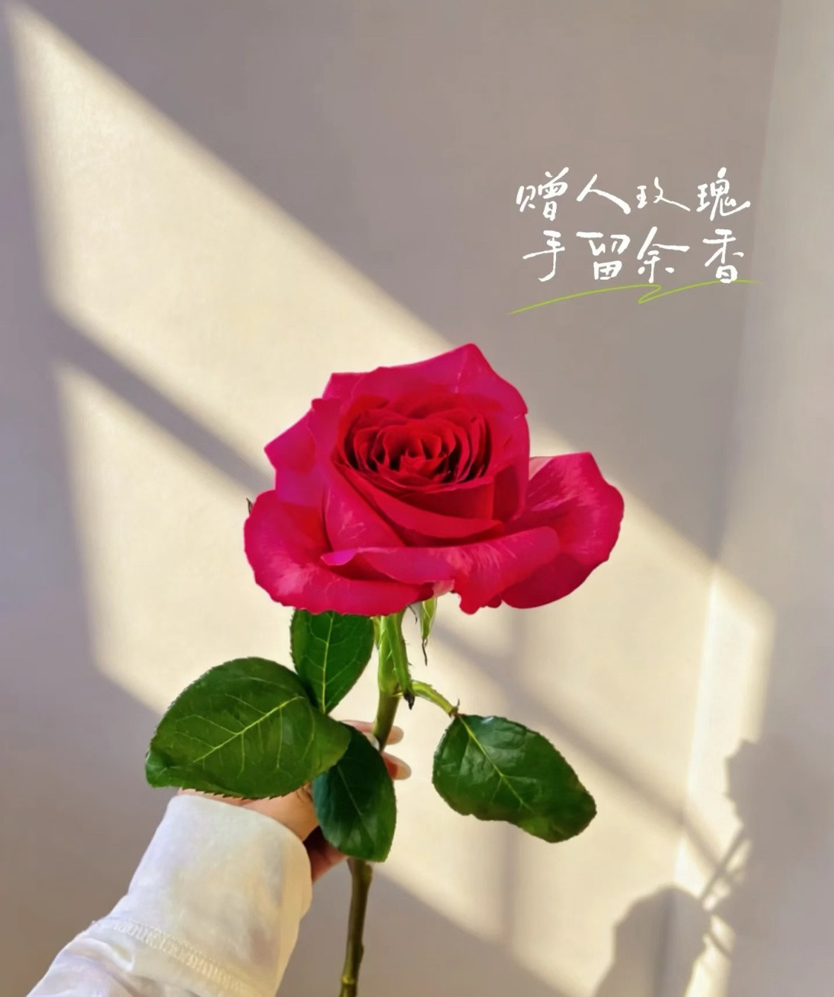 森林驿站💖“心有光，路就不会暗；心有暖，岁月自温柔。新的一天，带着希望出发
