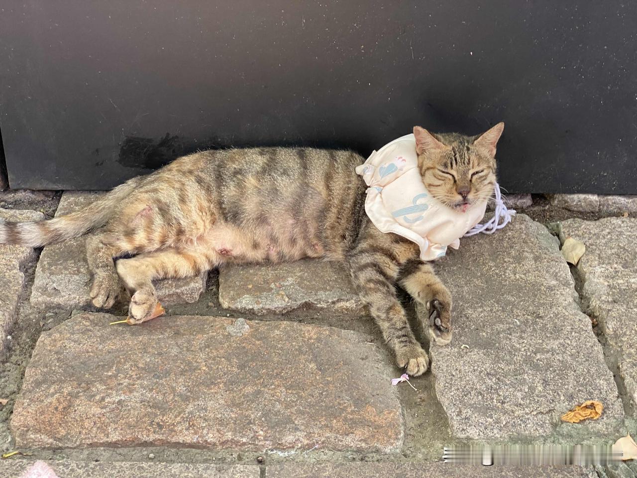 其实流浪猫的一生很短暂，也充满了痛苦，有幸遇见，就给一口干净的水，一把猫粮，让猫