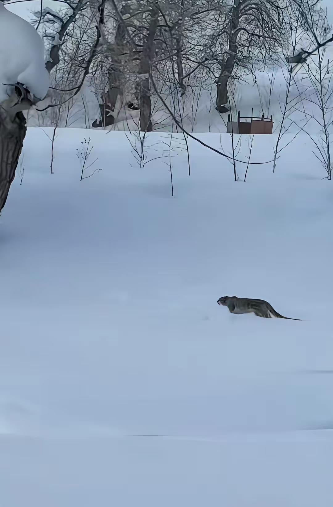 游客被雪豹咬伤，我不觉得意外。这个女的太大胆了，雪豹再好看也是是个猫科动物，你一