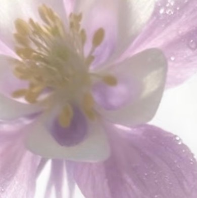 0000耧斗菜花种植1、前期选地：耧斗菜花喜半阴、排水良好的环境，切忌积水闷根。