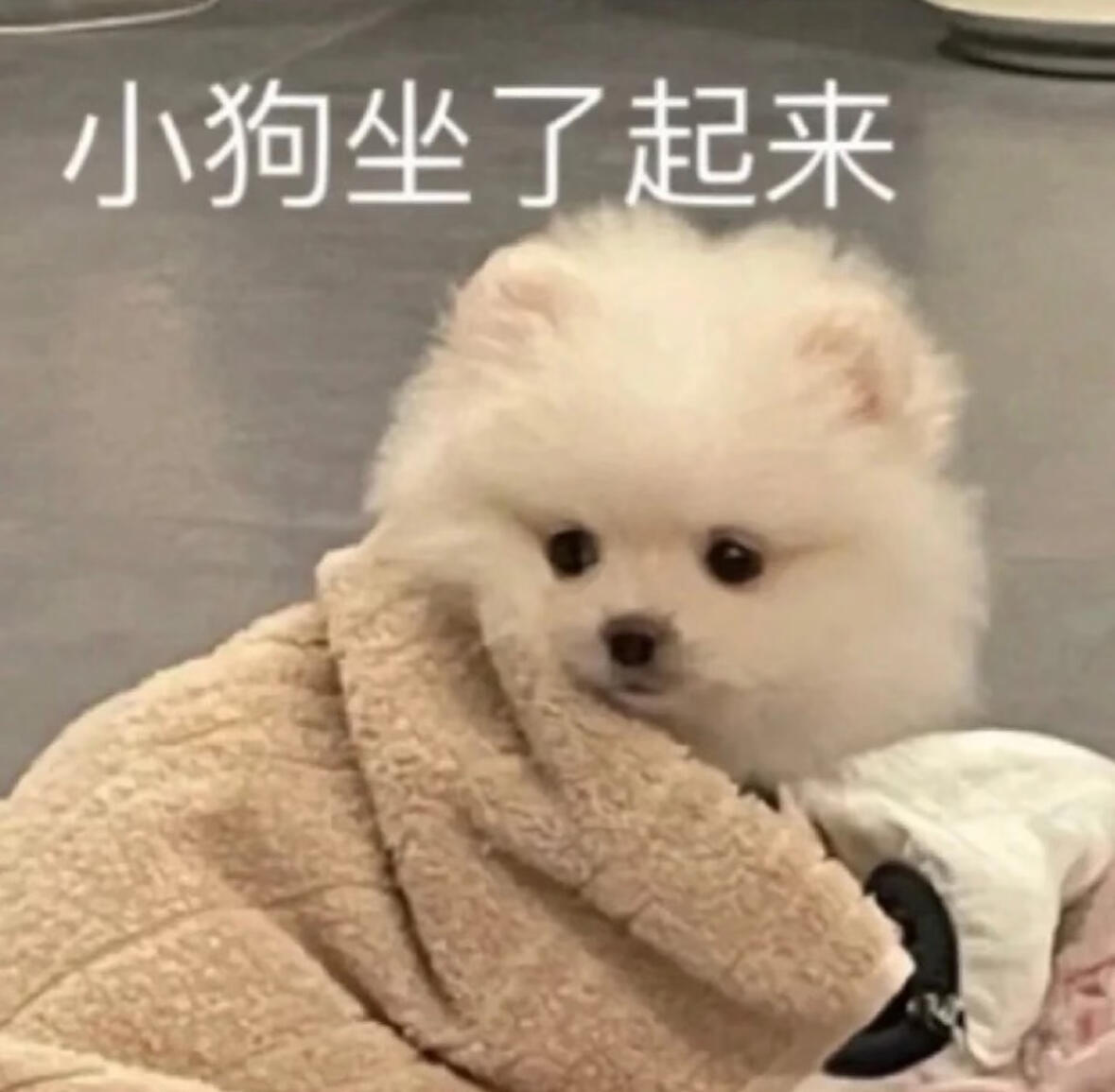 表情包｜可爱表情包｜小狗表情包