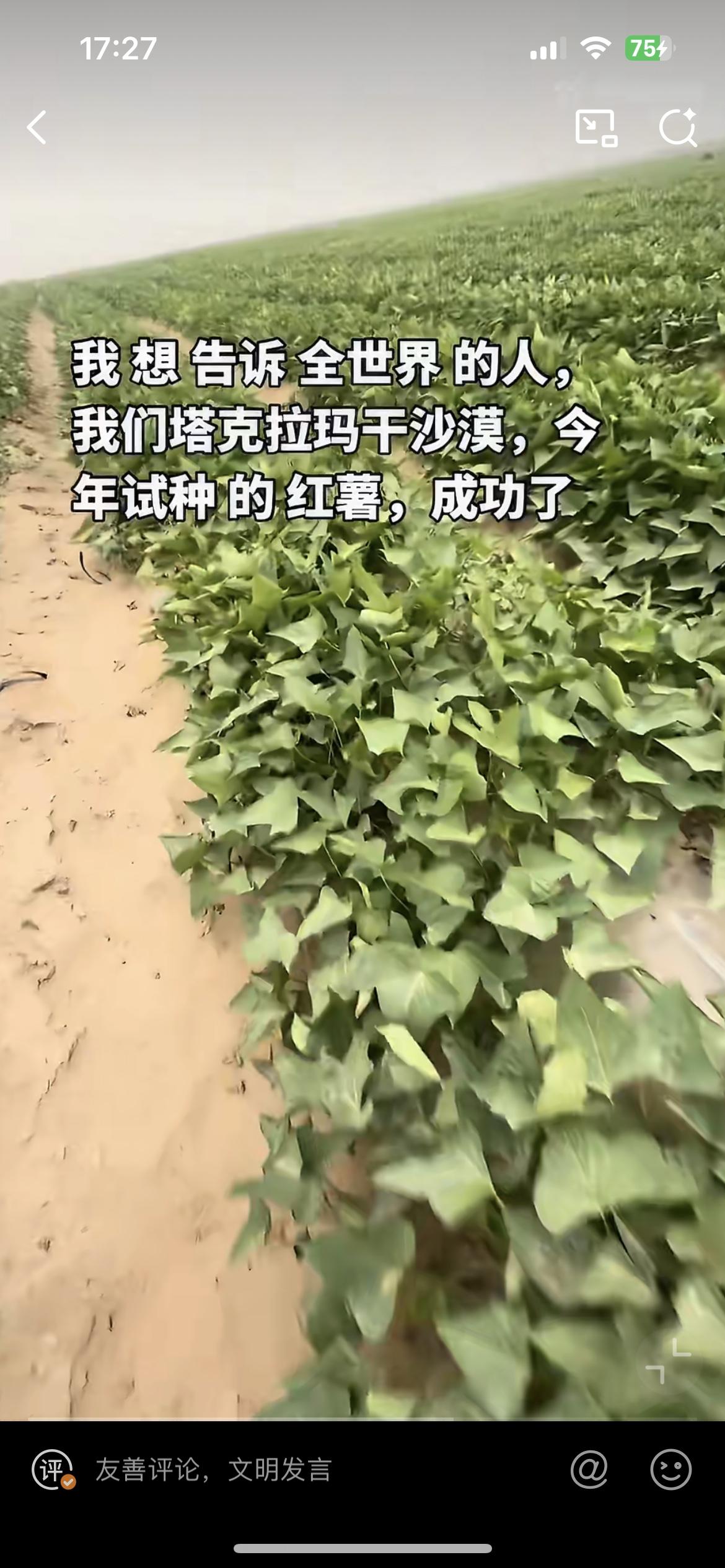 新疆塔克拉玛干沙漠试种红薯成功，只见绿油油的红薯叶盘根错节。想必地下的沙地红薯又