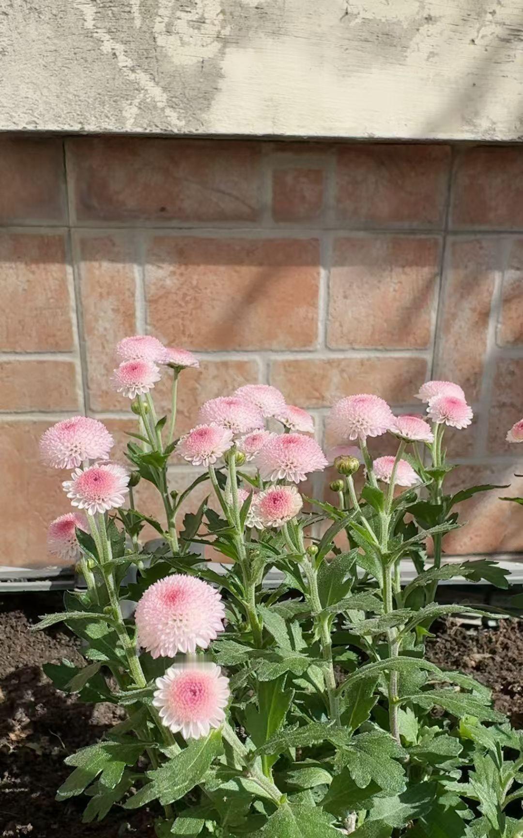 邻居女儿跟博士男友谈婚论嫁，卡在未来婆婆身上。老太太确诊渐冻症，有遗传概率，女