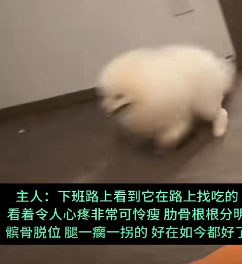 拯救狗生！一女子捡了一只流浪的博美，脱毛严重，瘦骨嶙峋，肋骨清晰可见，真的是皮包
