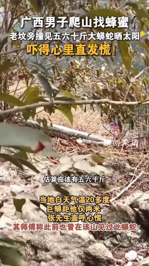 “太吓人了！”12月5日，广西城防港，一男子上山找蜂蜜时，途经一座老坟，他刚要离