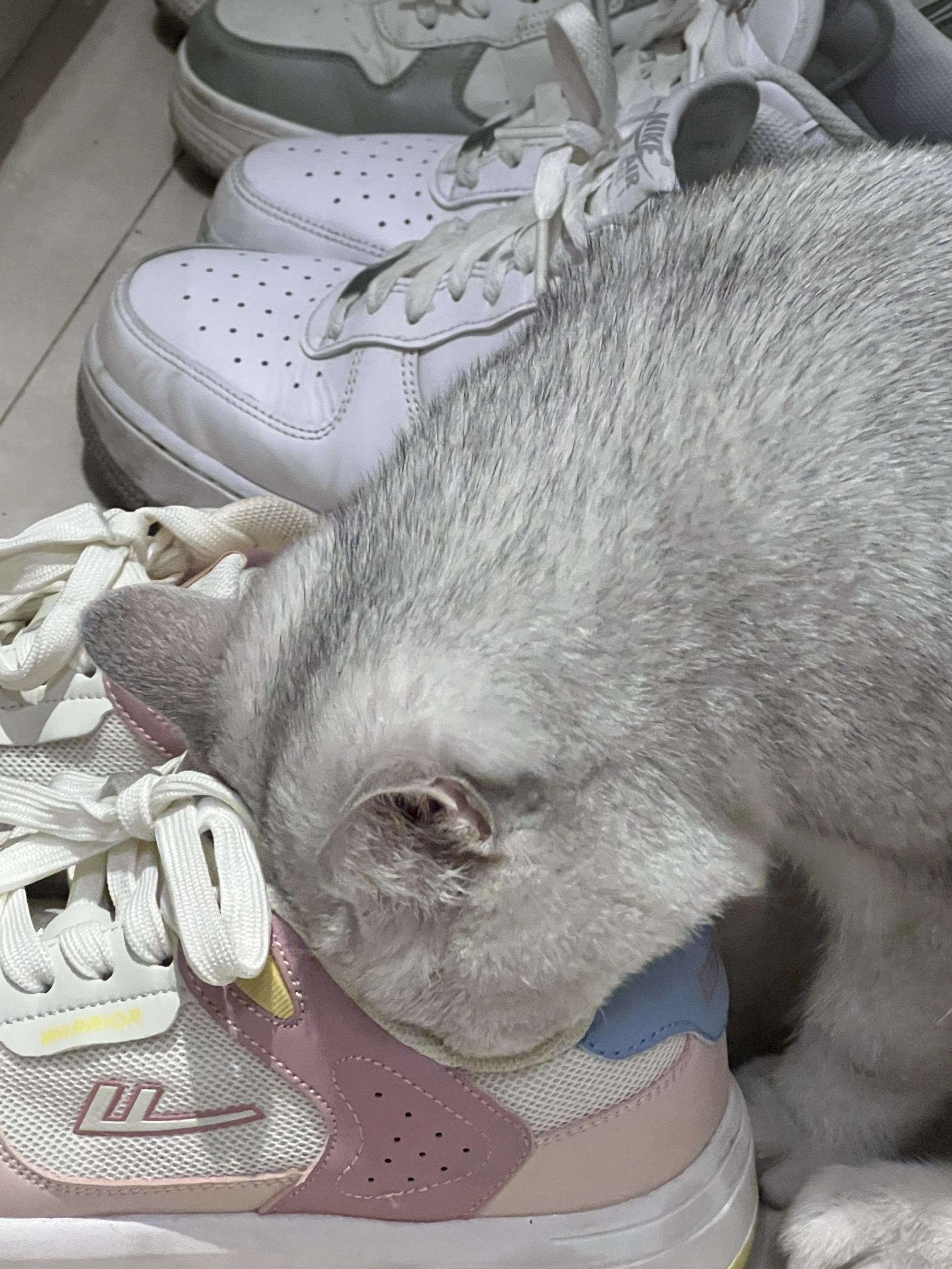 喜欢拱鞋的猫咪，不臭么