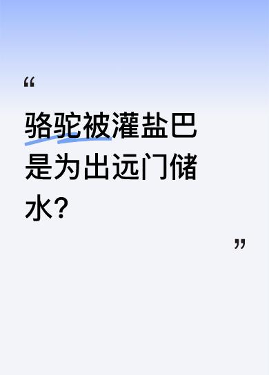 当骆驼被强行灌下大量盐巴，往往意味着它们要出远门。盐分进入骆驼体内会使血液盐浓度