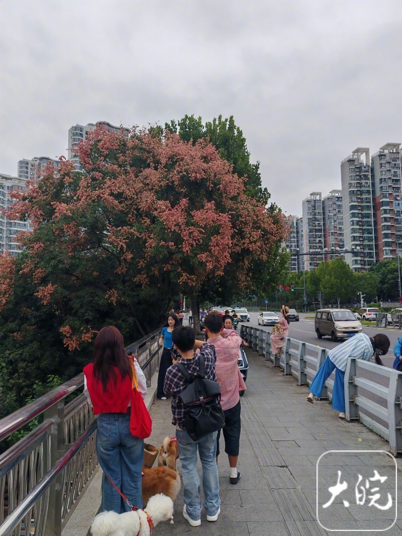 #合肥这类树“红”成风景#9月21日，在合肥市翡翠路边，不少市民在一棵树旁合