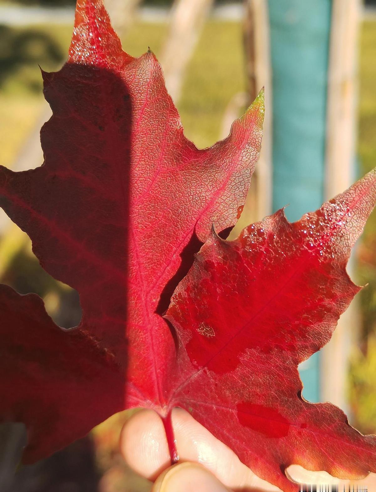 凌晨两点，球台亮得像舞台。王艺迪3比0领先，没人觉得能翻。张本美和连追三局，
