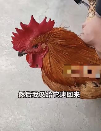 科学都解释不清了！安徽一男子，准备将自家养了3年的大公鸡卖掉，谁知，当他把公鸡一