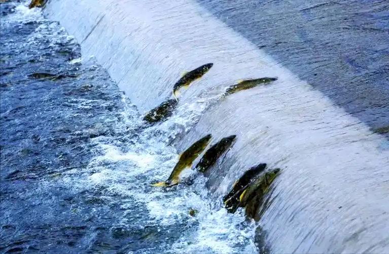 青海湖畔，2026年1月。你以为会看到碧蓝湖水，却被眼前一幕惊呆：湖面涌动着令人