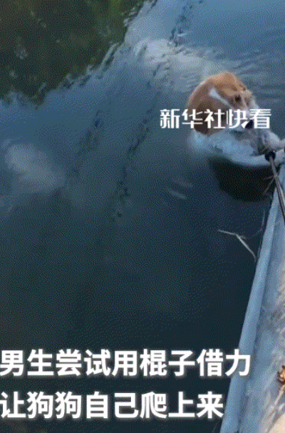 太治愈了。一名外卖小哥路过一水沟边时，见一只可怜巴巴的狗子落在了水沟里爬不起来了