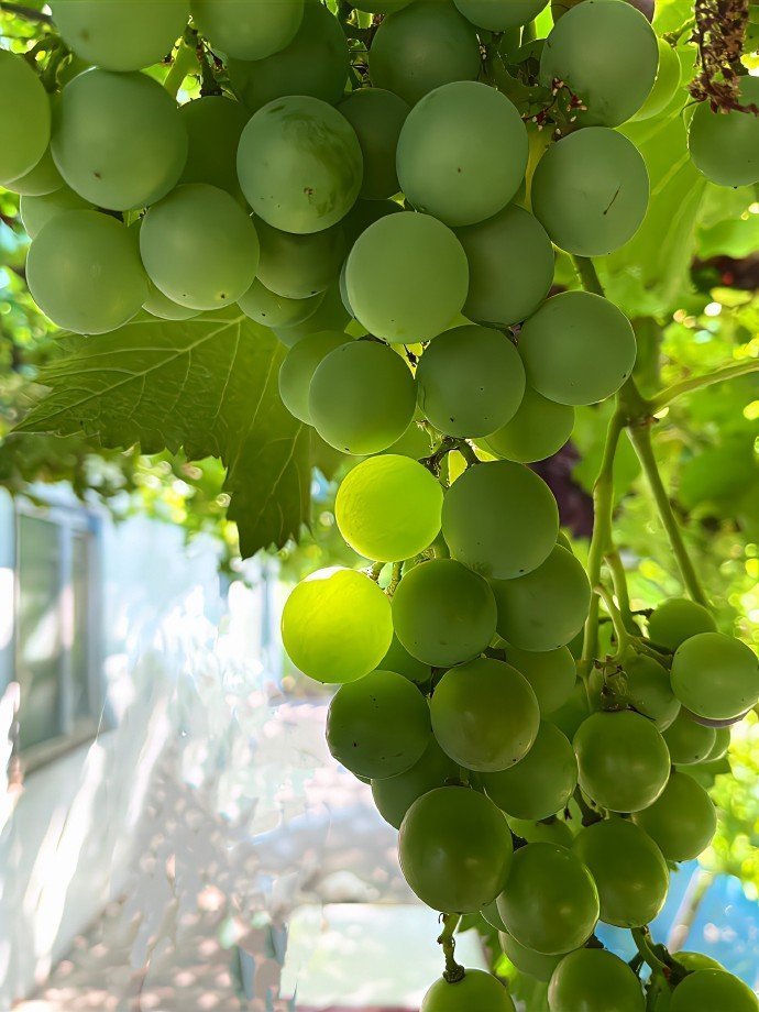 被植物治愈的夏天​​​​
