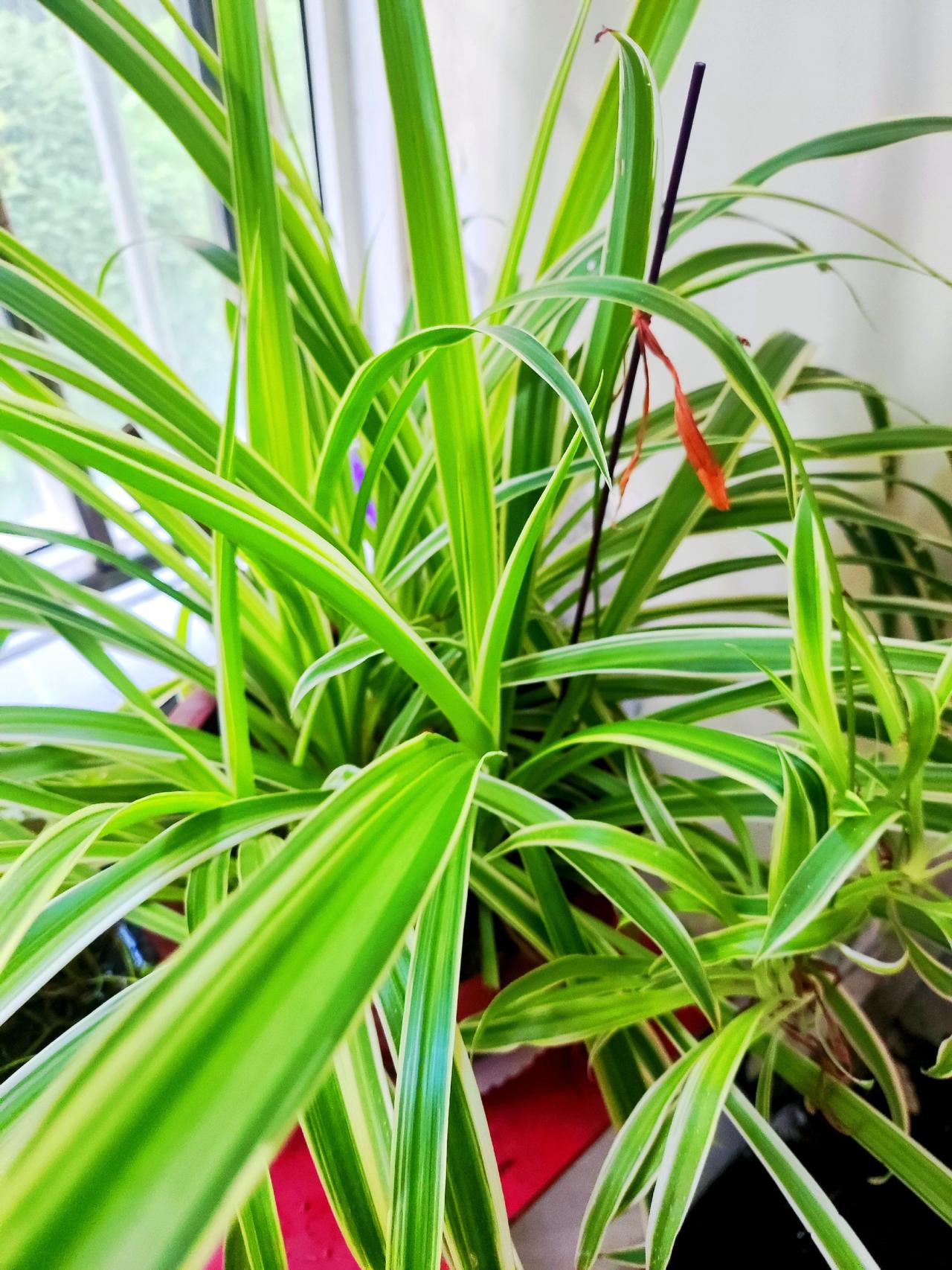 跟着自己感觉走！懒人养草玉树植物好养的绿植玉树绿植