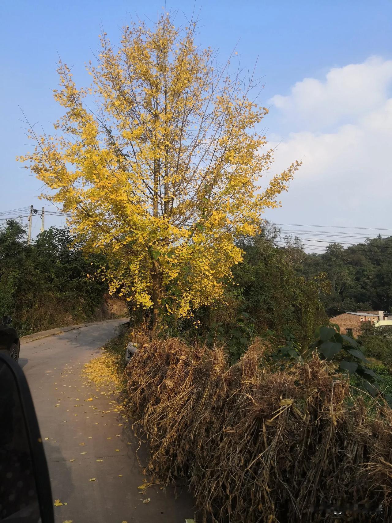 中江县红泉桃花谷，图片中一根弯弯的小路，旁边立着一根风景树，这棵树，在当地只发现