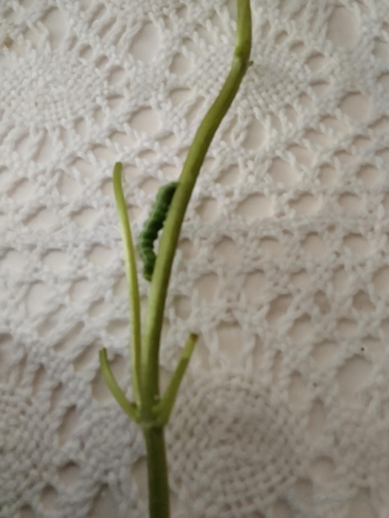 我家年年种荆芥，从来也没有发生过虫害。唯独今年也不知道是咋了，绿色的毛毛🐛像个