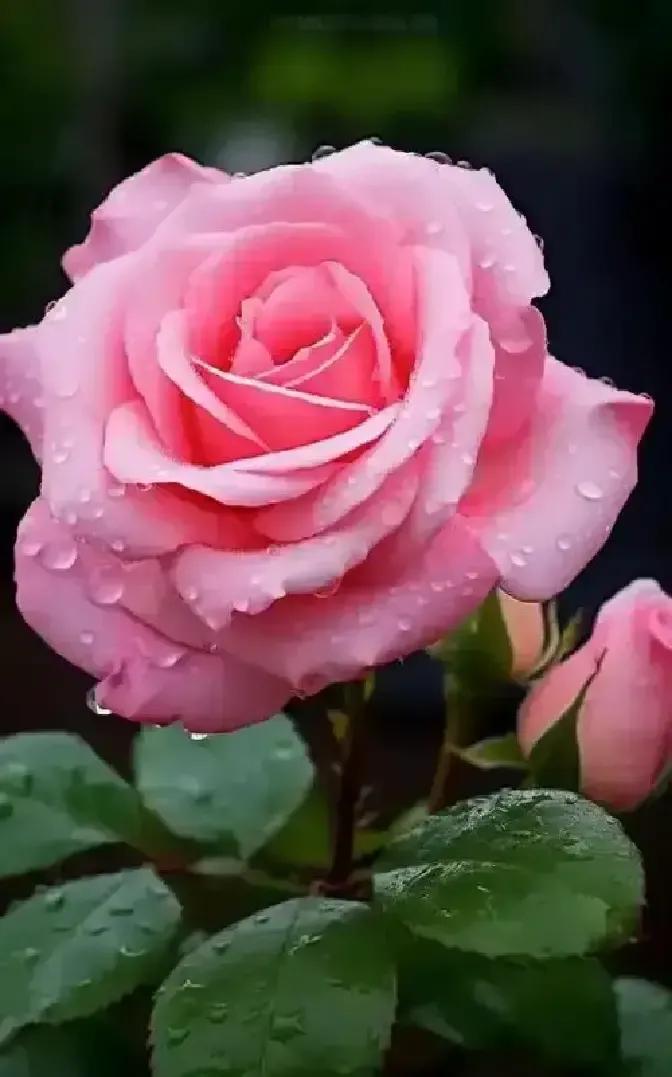 礼拜六收到老周寄来的红帖，他儿子娶媳妇。我盯着烫金名字愣半天，才想起是当年隔壁