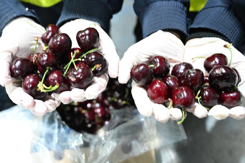 12月6日，汽笛欢快地鸣响，一艘如同“水果巨无霸”的“车厘子快线”货船，满载着约